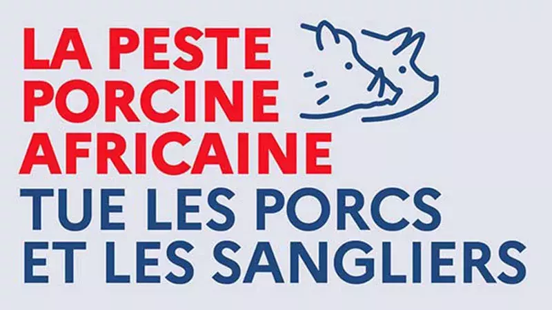 Peste porcine africaine : lancement d’un plan de sensibilisation et de prévention